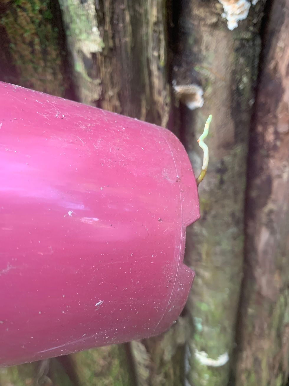 Anthurium Dark Hybrid 140mm Established Plant