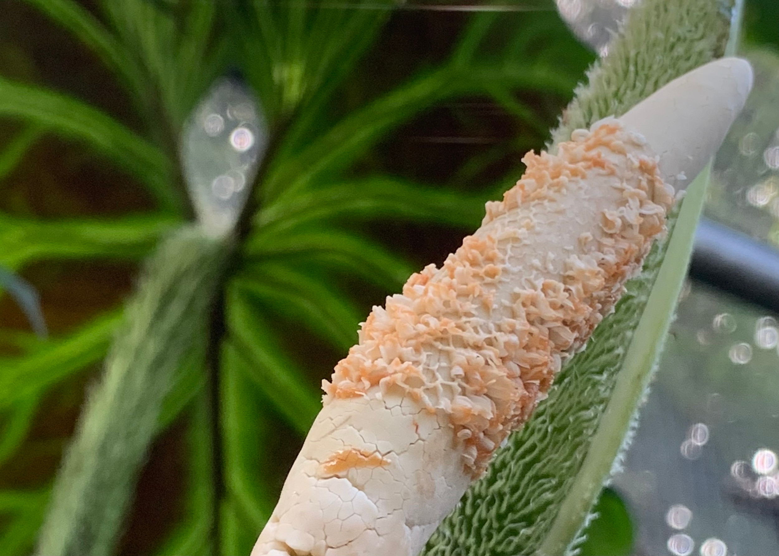 Guide Philodendron Pollination Breeding Hybrids guide-philodendron-pollination-breeding-hybrids