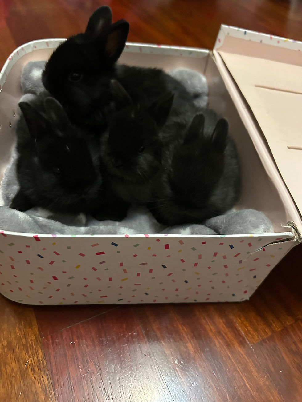Thumbnail: Baby Bunny
