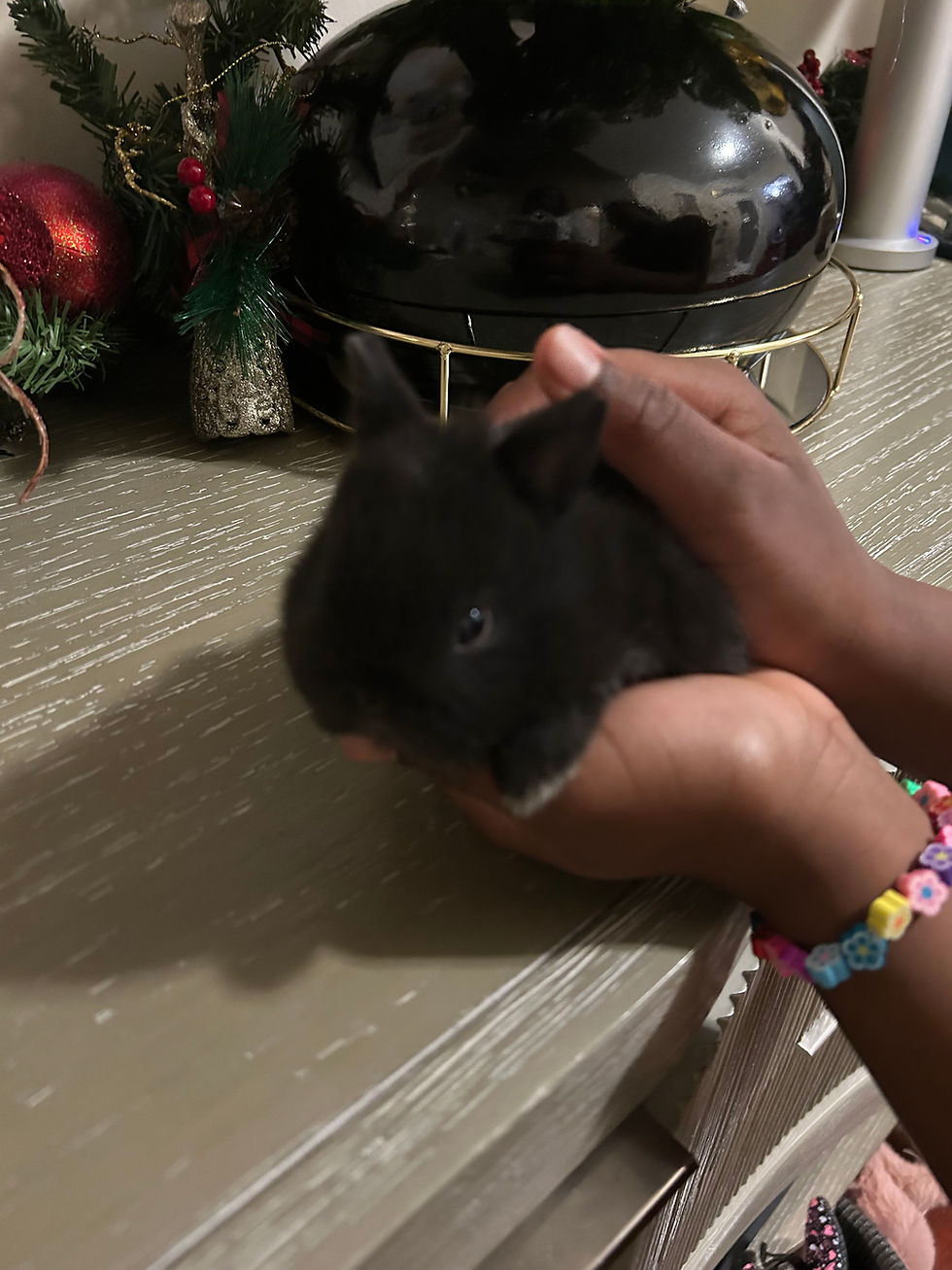 Thumbnail: Baby Bunny