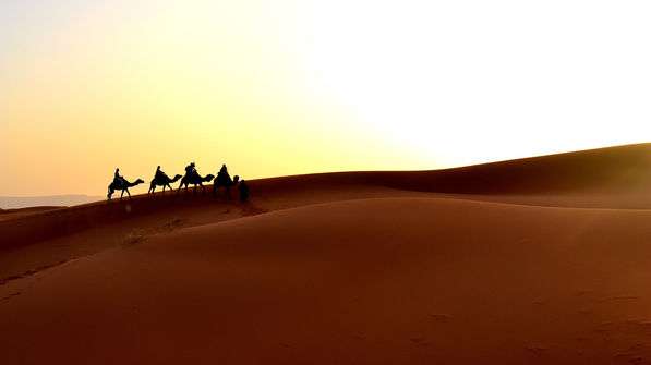 this-is-what-i-call-living-camel-silhouettes-in-2021-08-29-00-55-34-utc.jpg