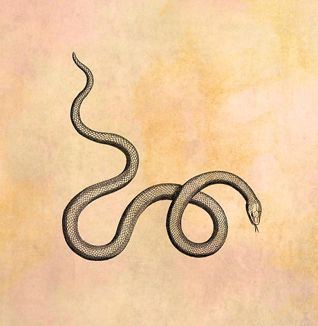 b7a3e8_c494890cae2c474d8acf2ffae6e07de8~mv2.png