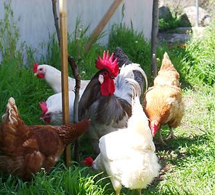 gallinas.JPG
