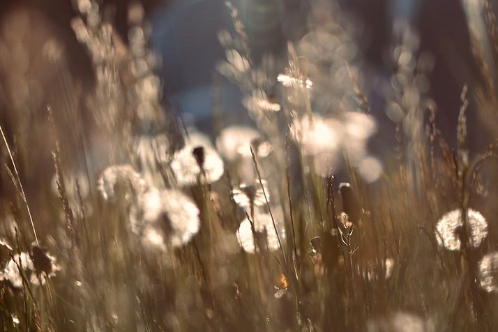 DSC_9021.jpeg