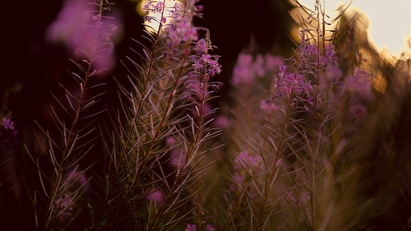 DSC04011.jpeg