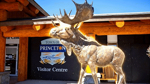 Moose_becomes_playful_202508071041.gif