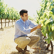 Winemaker