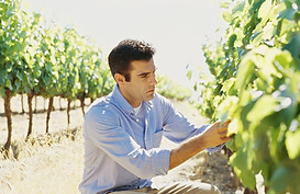 Winemaker
