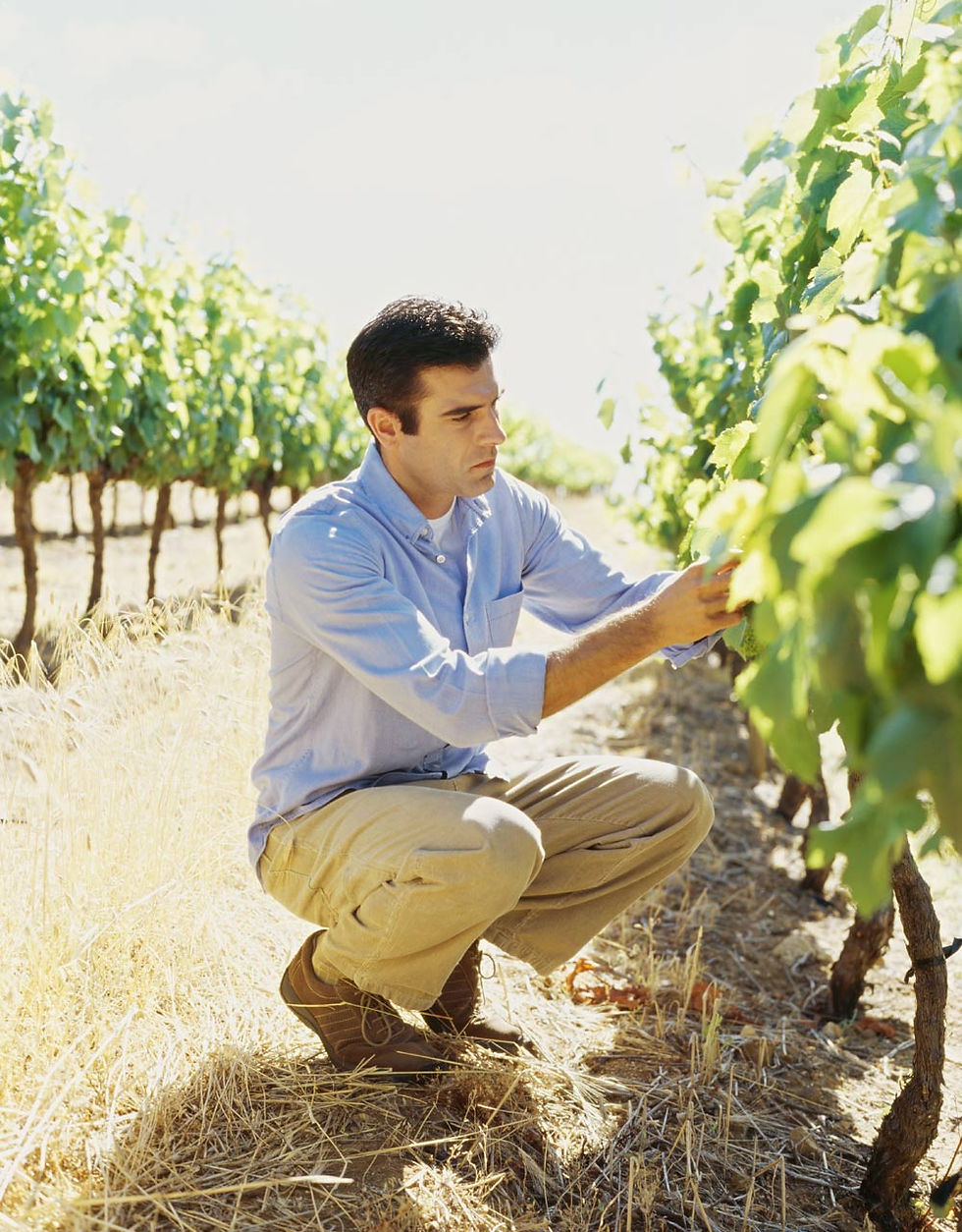 Vineyard Worker Inspecting