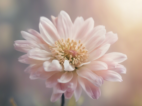 Empowering Mental Wellness Through Teletherapy Services