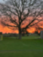 tree.jpg
