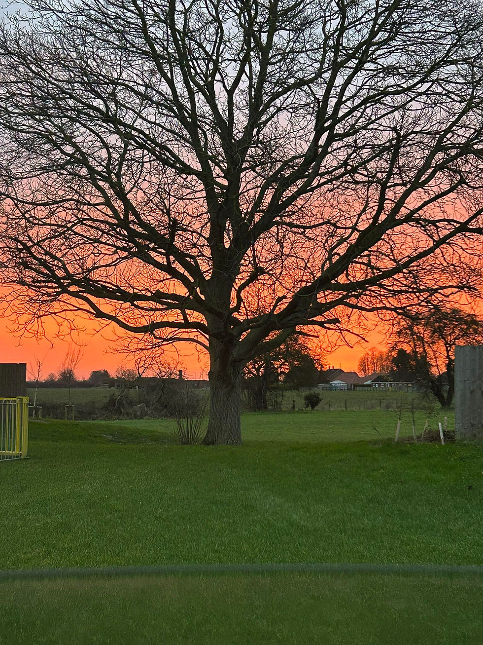 tree.jpg