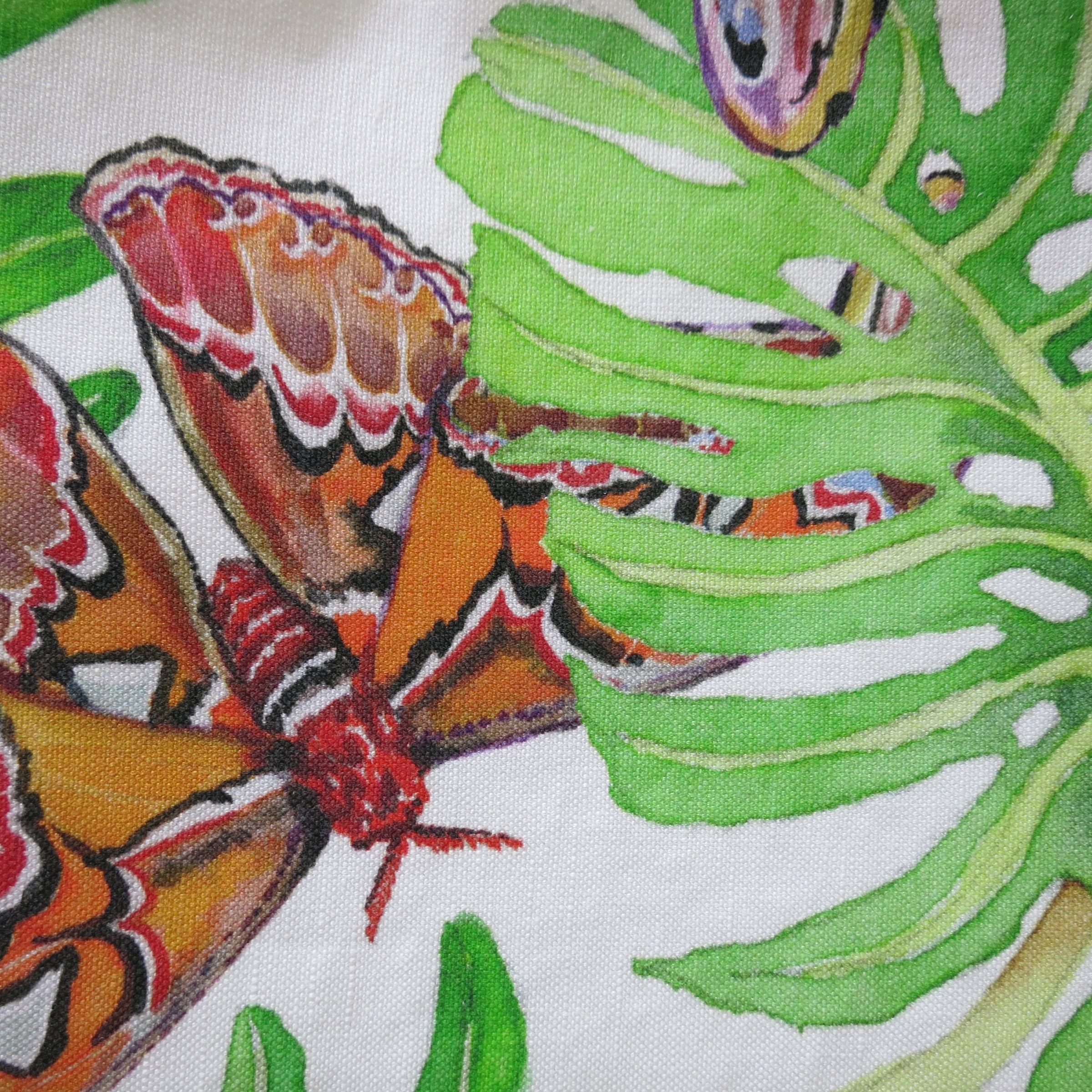 atlas moth