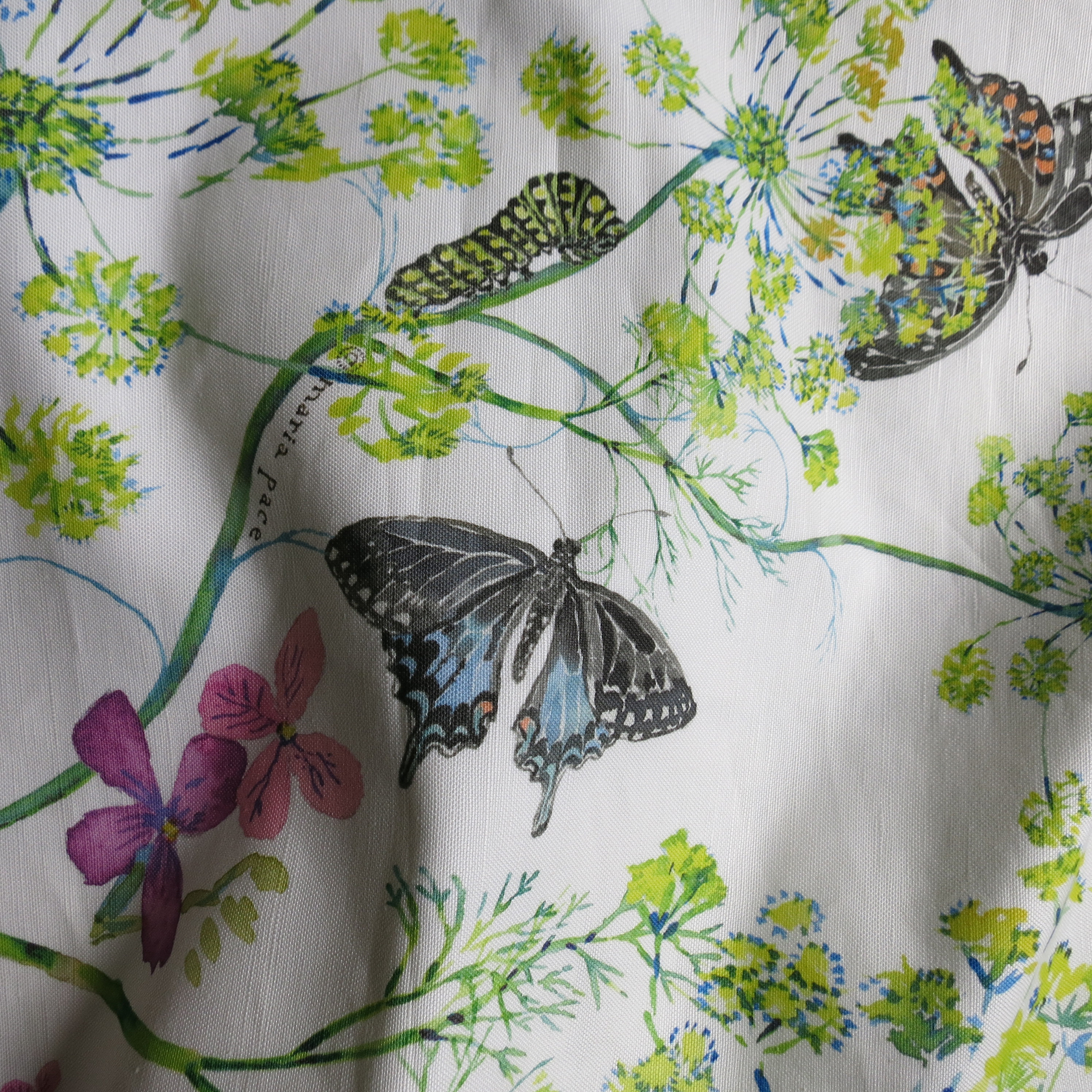 eastern black swallowtails & dill