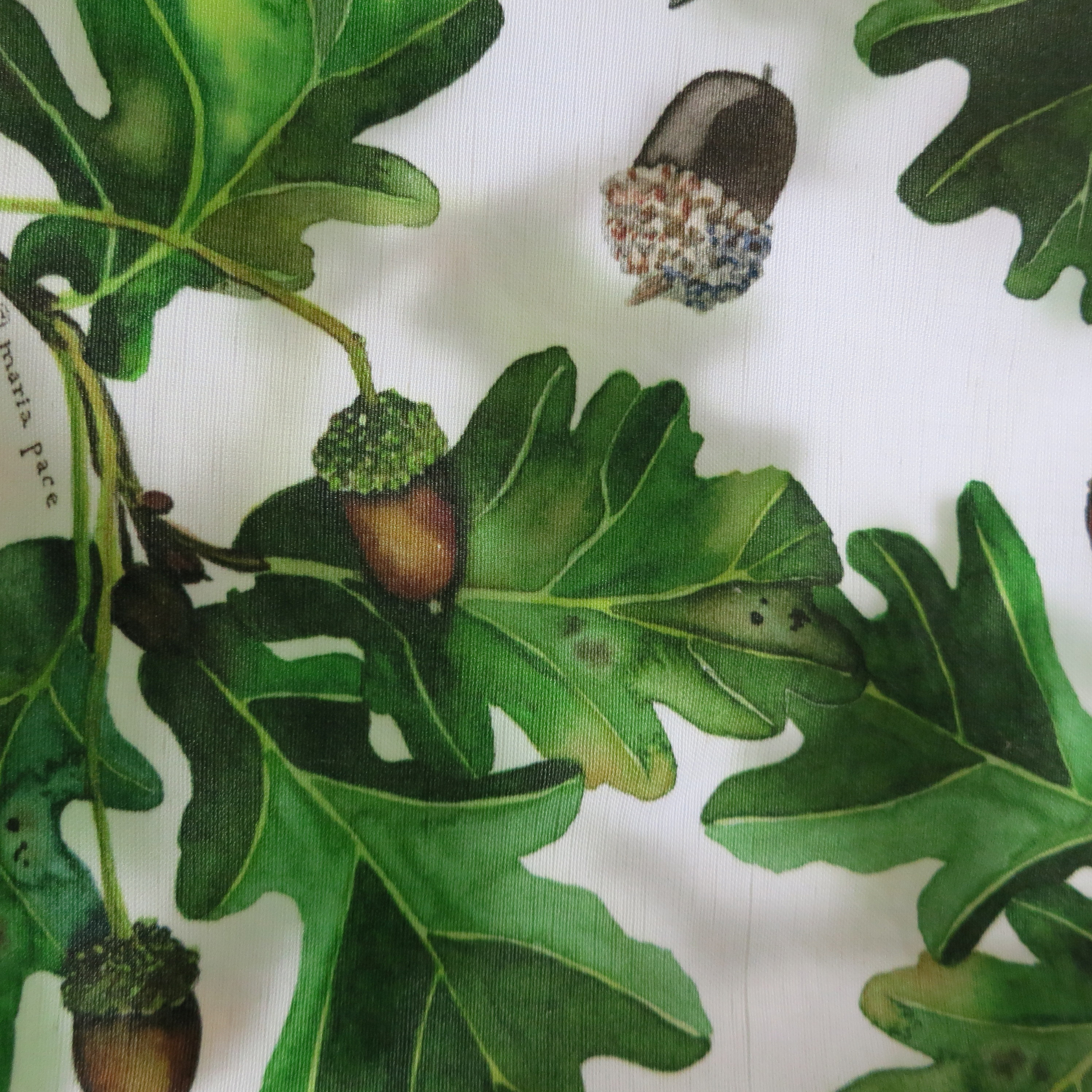 oak leaves & acorns