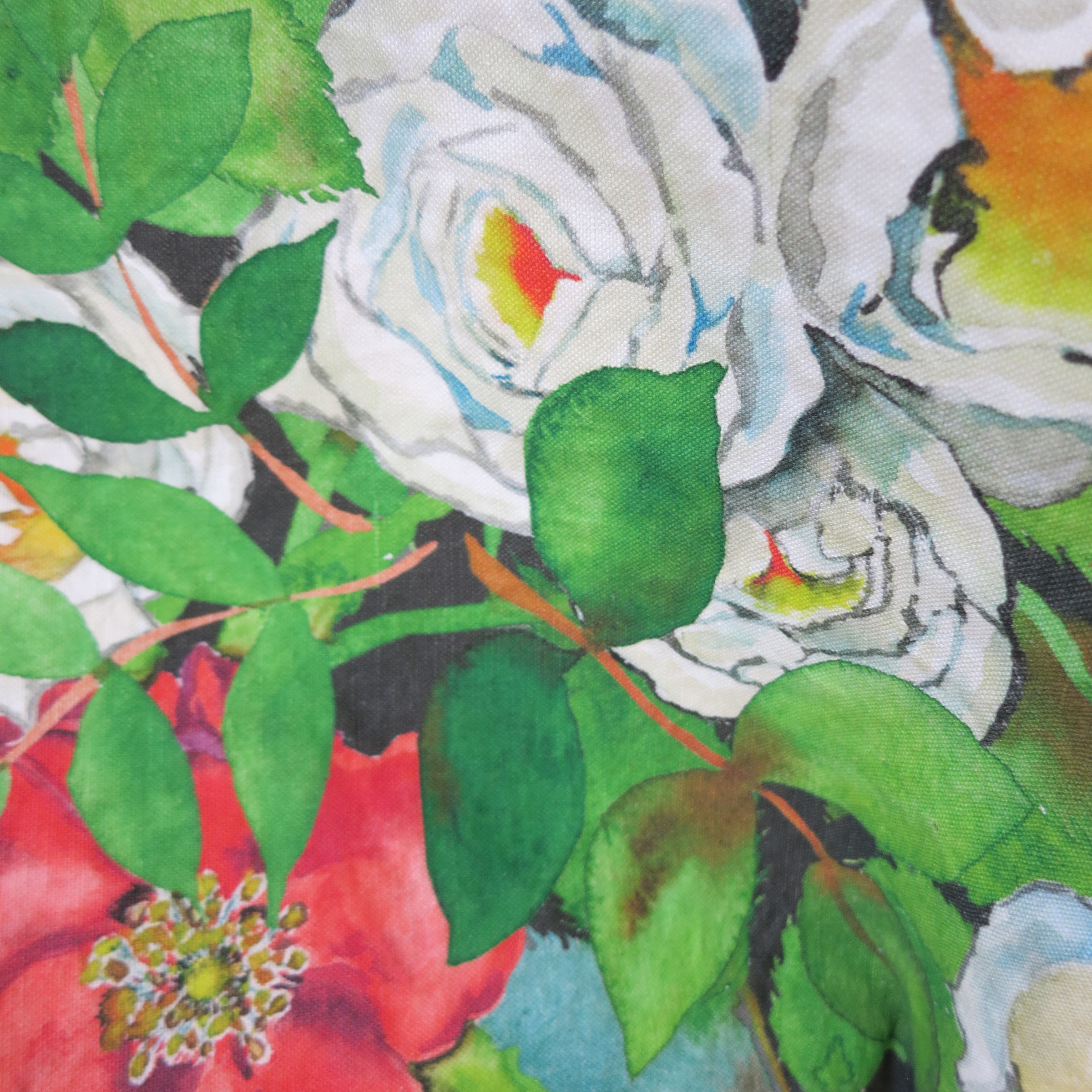climbing roses on black