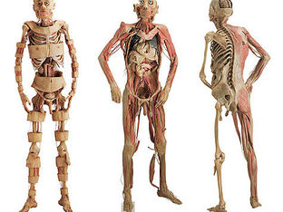 Fatos curiosos sobre o corpo humano