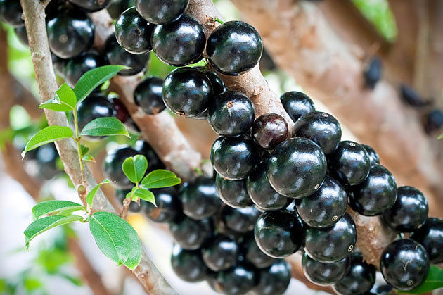 jabuticaba.jpg