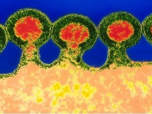 Substância eficaz contra a AIDs