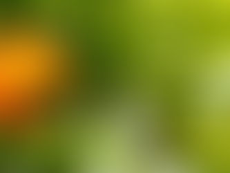 Citrus Aurantium, emagrecedor?