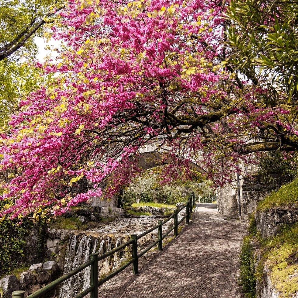 Path under pink cherry blossom arch, with stone bridge and flowing stream. Lush greenery surrounds, creating a serene, picturesque scene.