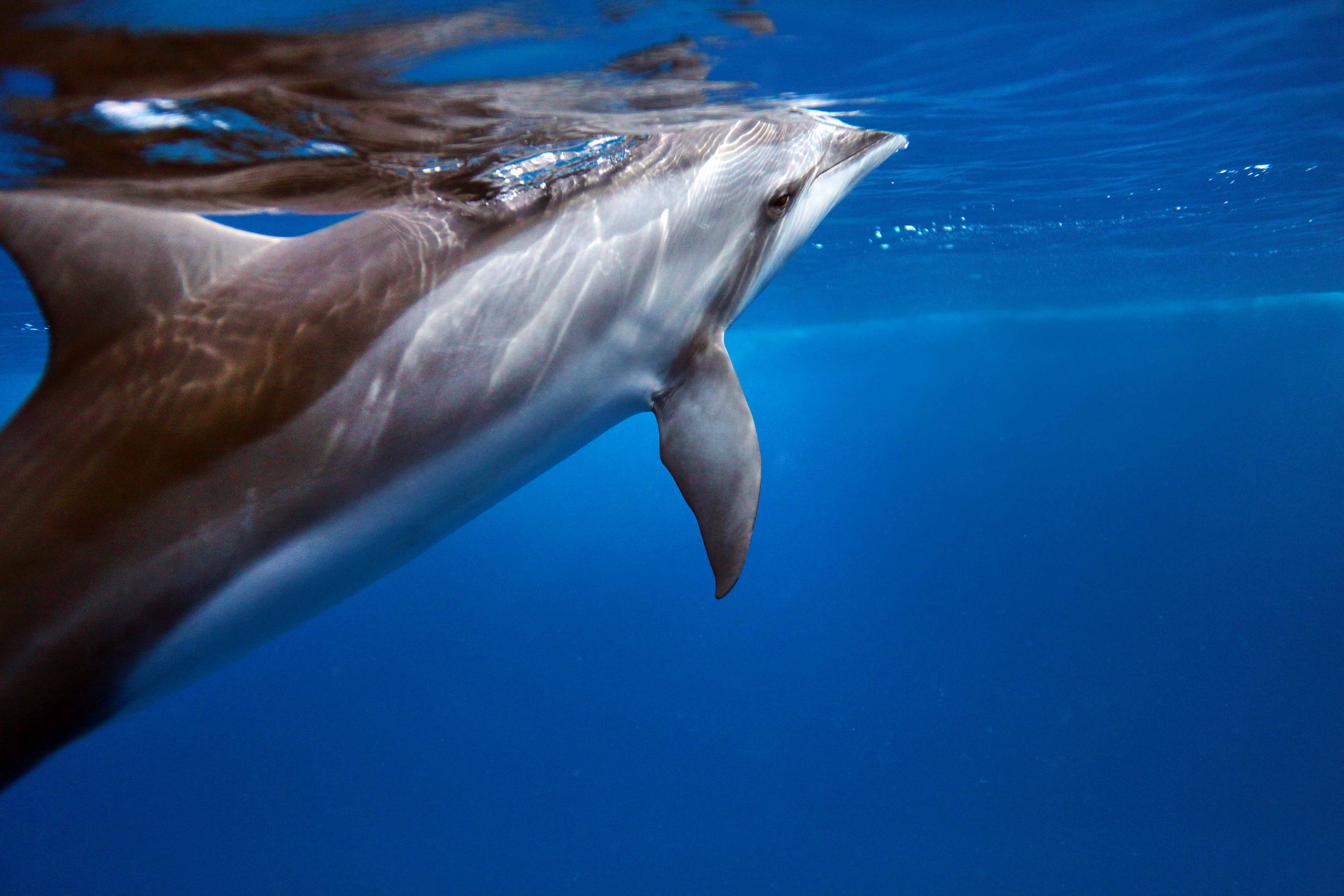 Dolfin