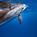 Dolfin