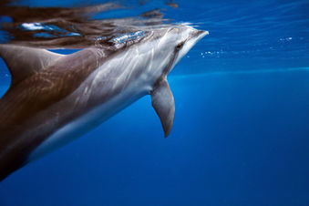 Adopt a Dolphin: SUPPORT MARINE WILDLIFE
