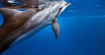 Dolfin
