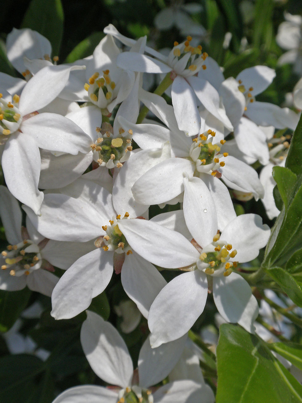 Choisya ternata arbuste méditerannéen
