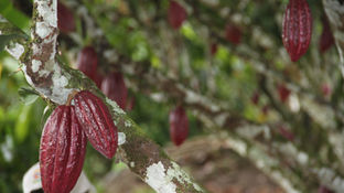 DESIGNADO EL MIEMBRO DE COMITÉ DIRECTIVO DE FEPCACAO REPRESENTANTE DE LOS EXPORTADORES DE CACAO