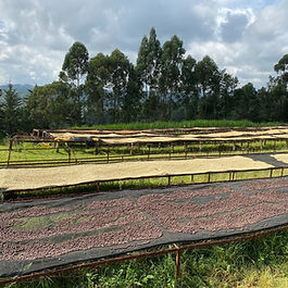 Location: Mumwe, Nyeri, Kenya