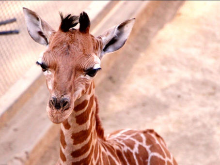 Nombran Valentino al bebé jirafa del Zoológico de Chapultepec