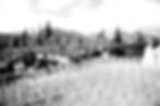 4_bw_contrast.jpg