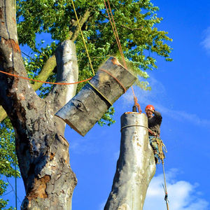 Tree Care Specialists in Action