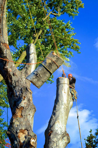 Tree Care Specialists in Action