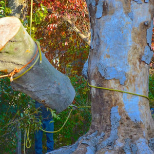 Tree Removal Services