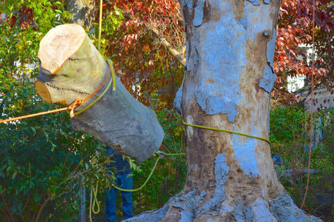 Tree Removal Services