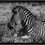 Thumbnail: Zebra Calf