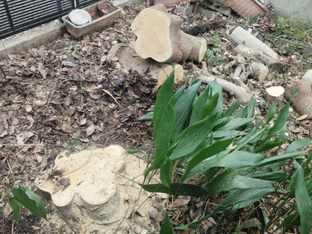 江南市で伐採の作業でした。