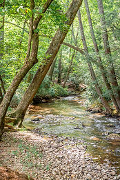 Two Creeks Join and Flow Into the Forest As One