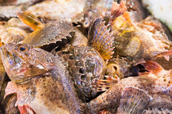 Fish - Ahmet Sönmez