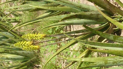 Aloe Vera Plant