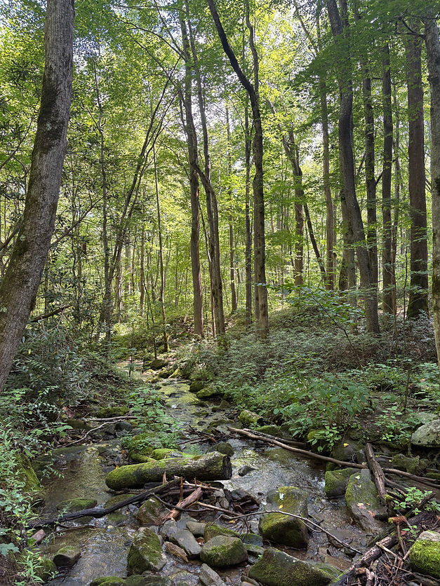 Little river trail.jpeg