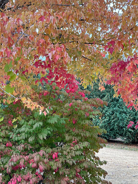 Colorful bushes and plants outside.
