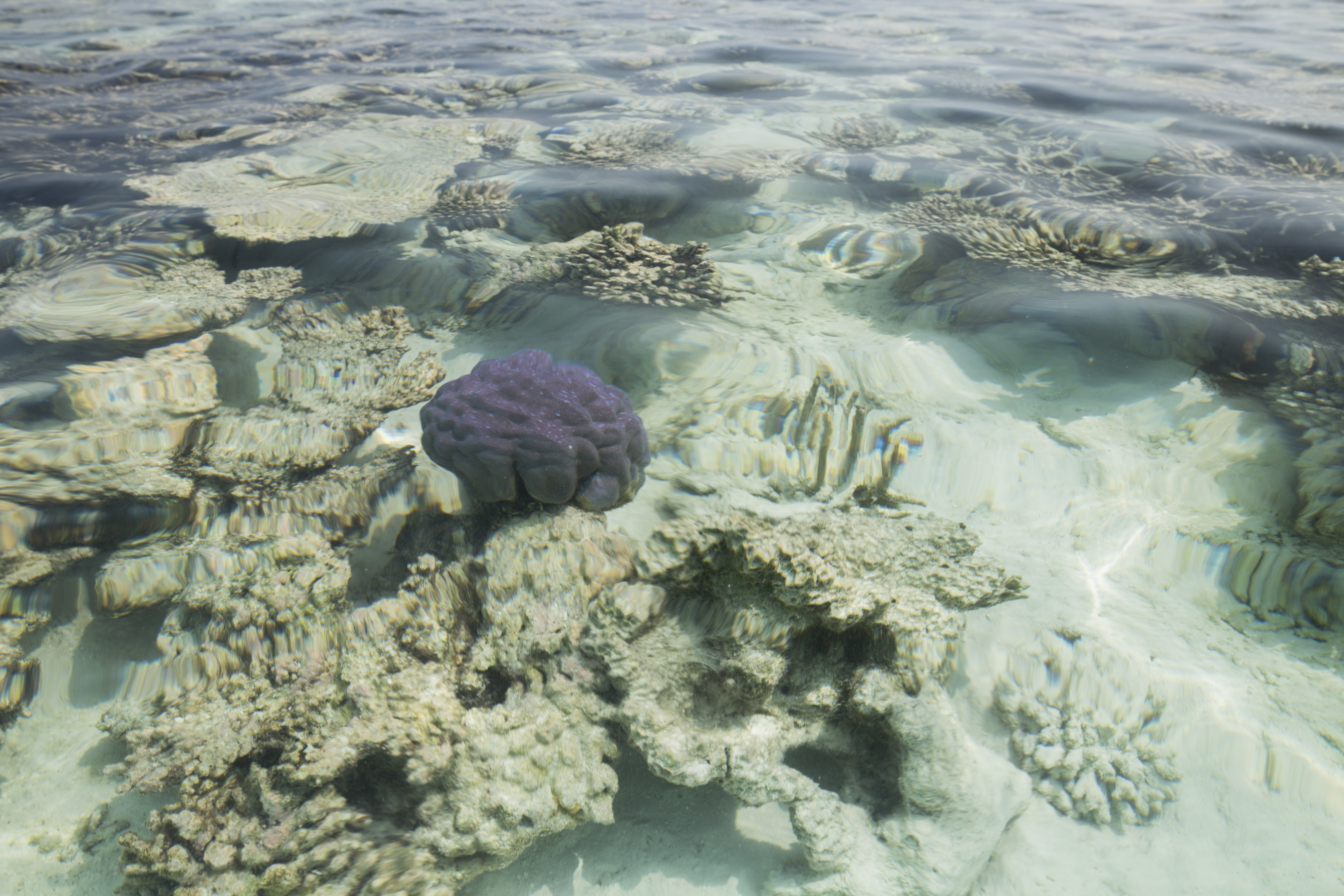 reef