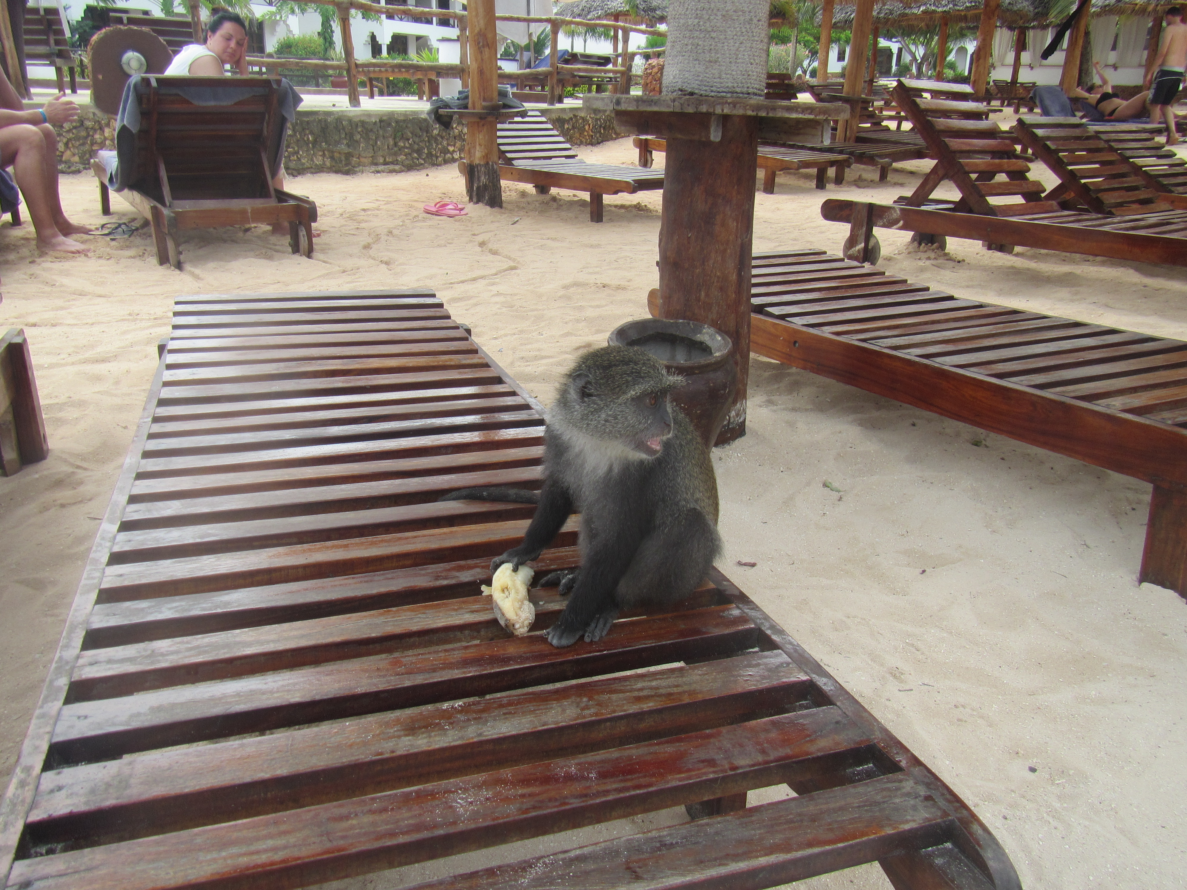COMPAGNO DI SPIAGGIA