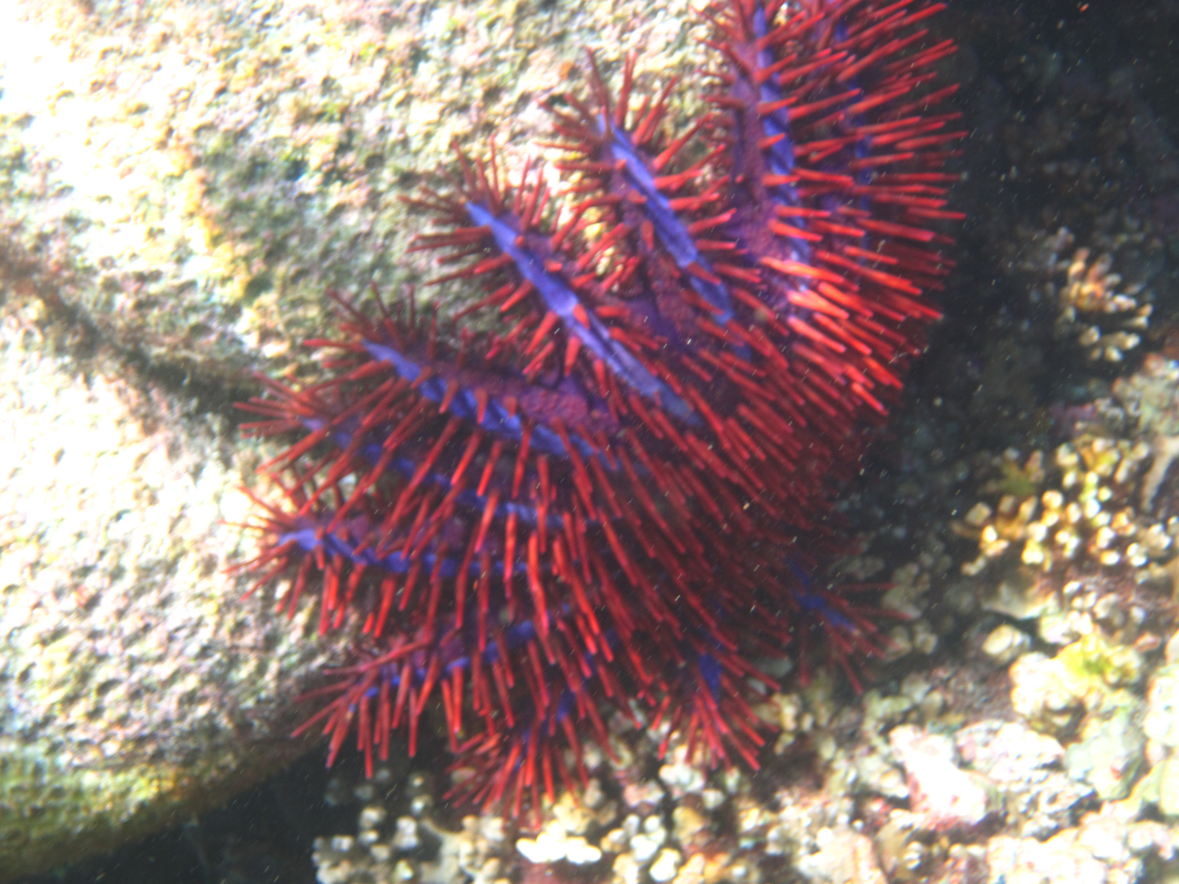 reef