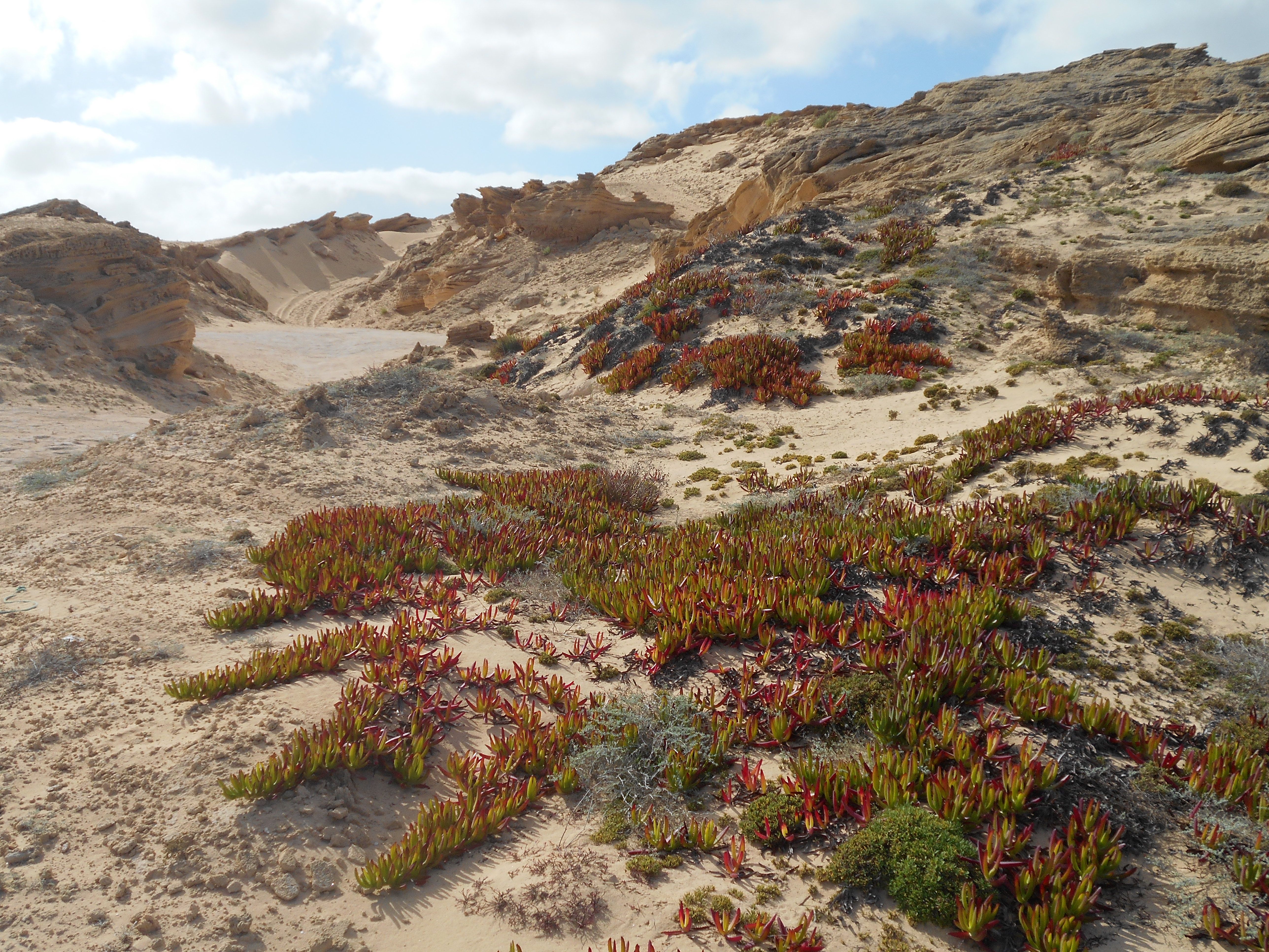 Deserto fossile