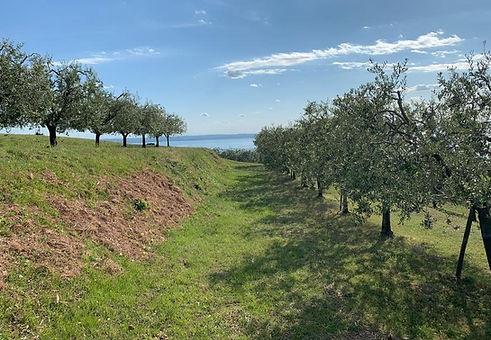 filare di olivi in collina